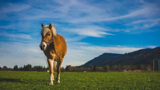 Cavalo saudável em um pasto retrato com uma paisagem natural de mountain view