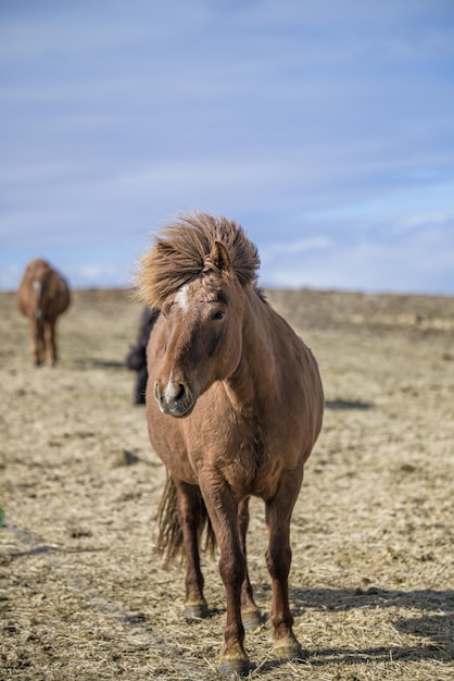 Cavalo saudável em um retrato de pasto