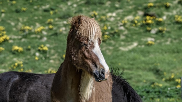 Cavalo saudável em um retrato de pasto