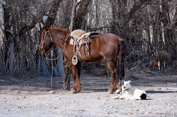 Foto cavalo selado de um gaúcho argentino, ao lado de um cachorro descansando.