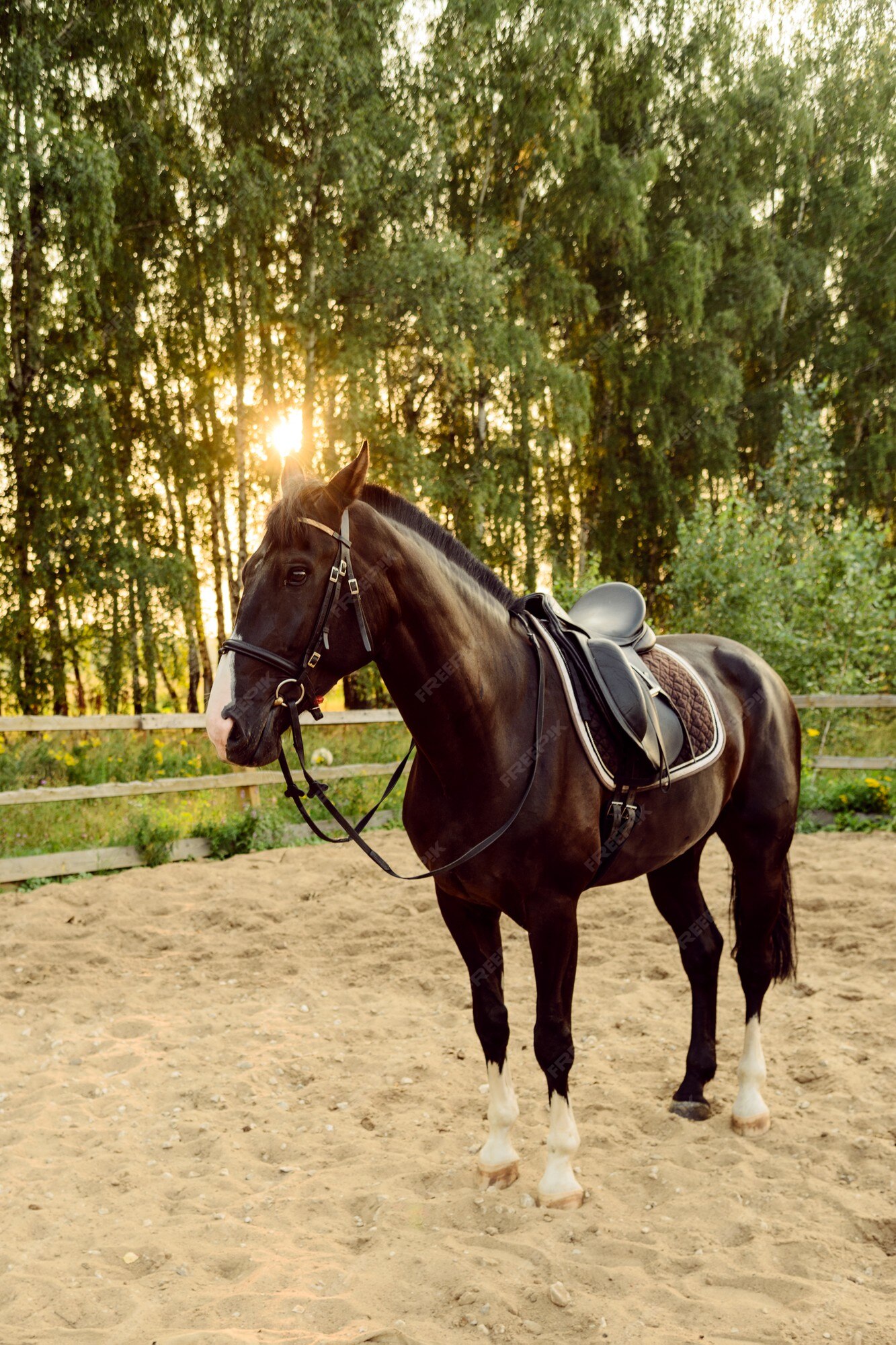 Jogo do cavalo foto de stock. Imagem de areia, cavalo - 40926784