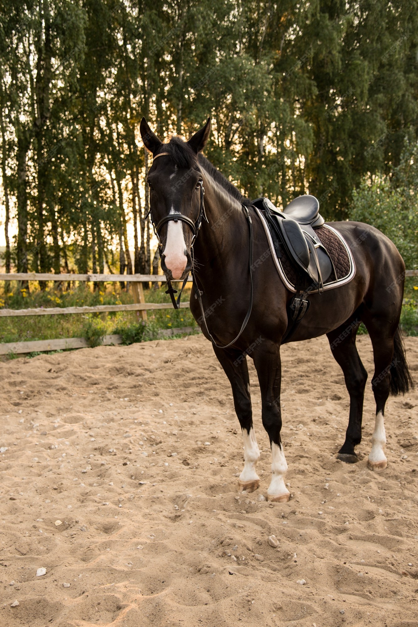 Jogo do cavalo foto de stock. Imagem de areia, cavalo - 40926784