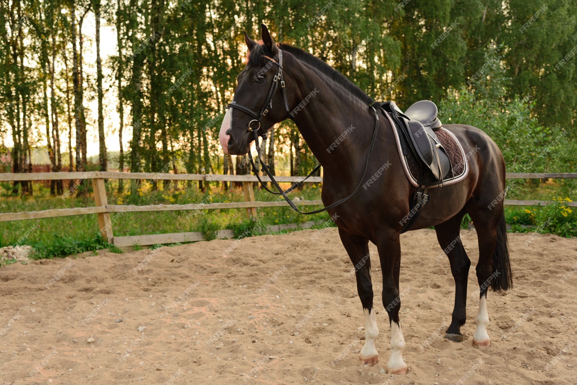 Jogo do cavalo foto de stock. Imagem de areia, cavalo - 40926784