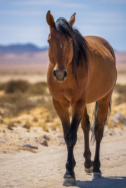 Cavalo selvagem do deserto do namibe caminha em uma estrada de terra perto de aus sul da namíbia