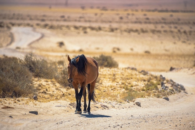 Cavalo selvagem do deserto do Namibe caminha em uma estrada de terra perto de Aus sul da Namíbia