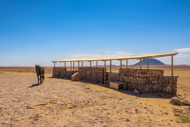 Cavalo selvagem do deserto do Namibe no ponto de observação perto de Aus sul da Namíbia
