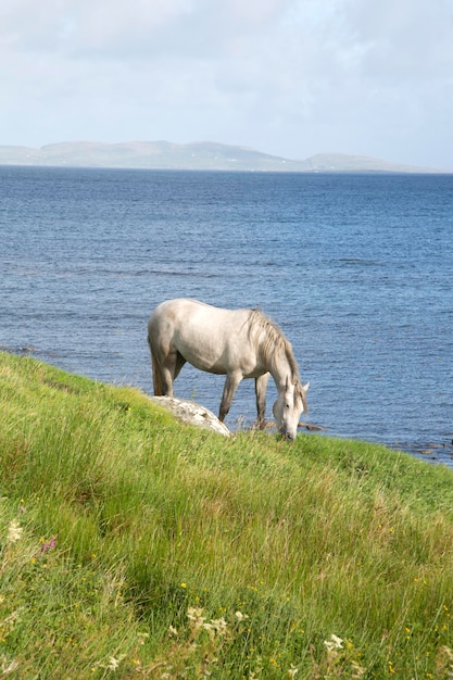 Cavalo selvagem em Tully, Connemara, Galway, Irlanda