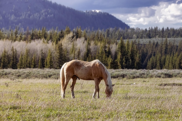 Cavalo selvagem em um campo de grama verde com paisagem de montanha americana ao fundo