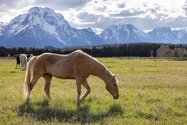 Cavalo selvagem em um campo de grama verde com paisagem de montanha americana ao fundo