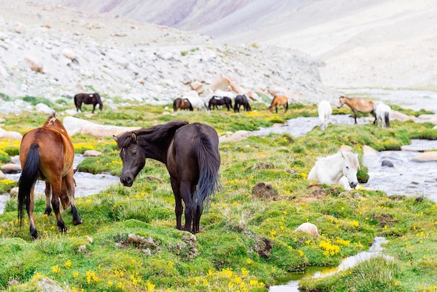 Cavalo selvagem em um prado verde e fundo de montanha