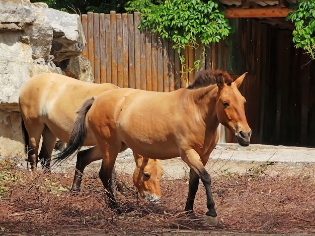 Cavalo Selvagem Equus przewalskii caballus Equus ferus przewalskii