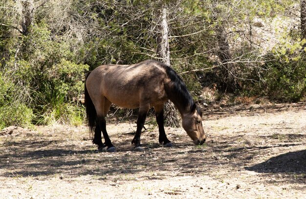 Foto cavalo selvagem isolado do rebanho caminha na floresta