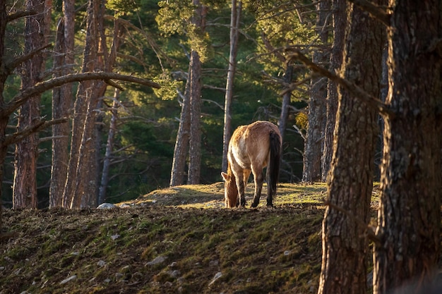 Cavalo selvagem na floresta