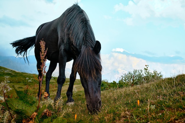 Foto cavalo selvagem na montanha na geórgia