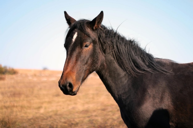 Cavalo selvagem no campo