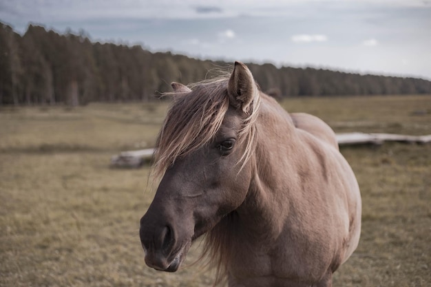 cavalo selvagem no parque nacional