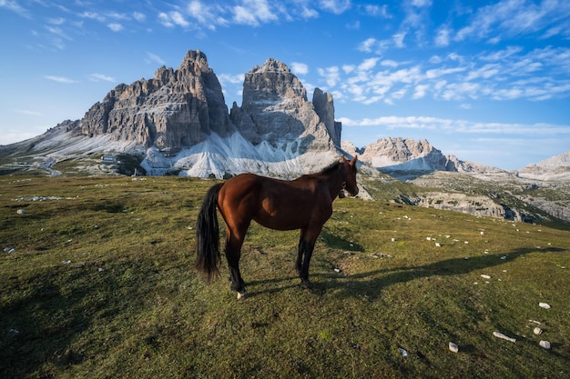 Cavalo selvagem no prado com pavões Tre Cime di Lavaredo no fundo Dolomites Itália