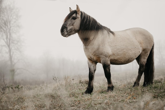 Cavalo selvagem pasta no pasto no outono