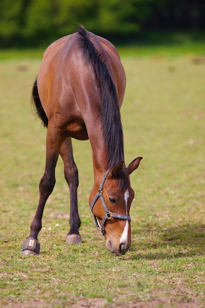 Cavalo uma foto de um cavalo em ambiente natural