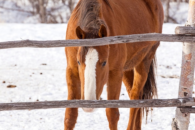 Cavalo vermelho em uma grande fazenda no inverno