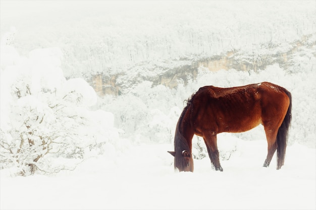 Cavalo vermelho ganha seu fornecedor debaixo da neve em um pasto de montanha no inverno