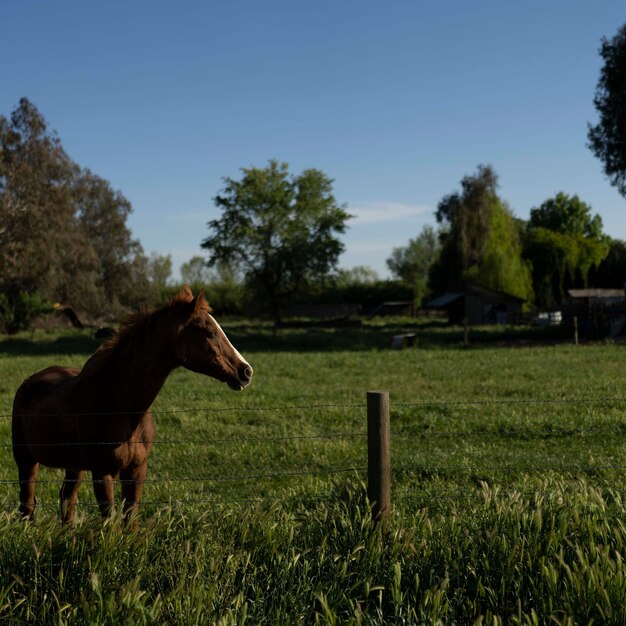 Foto cavalo