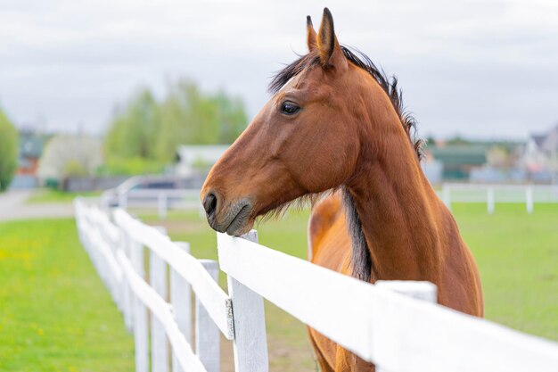 Cavalo