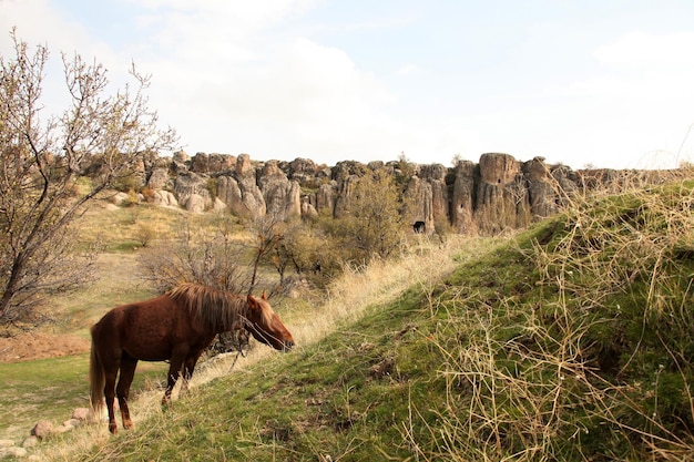 Cavalo