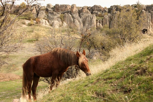 Cavalo