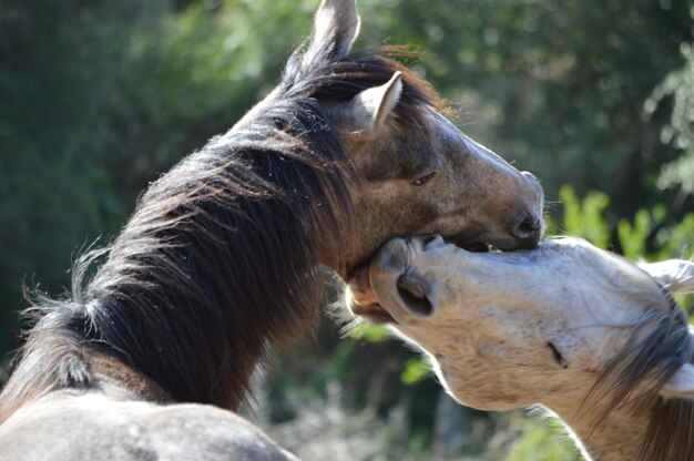 Cavalos a brincar no rancho.