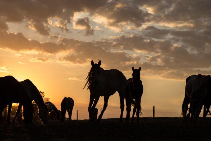 Foto cavalos a pastar na paisagem ao pôr-do-sol