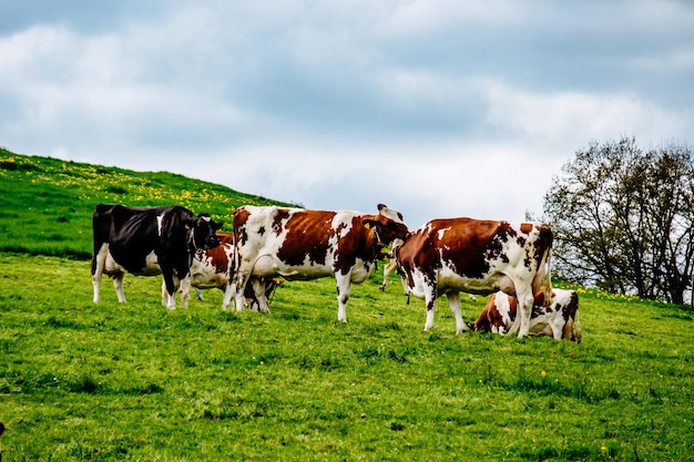 Cavalos a pastar na paisagem contra o céu