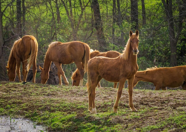 Cavalos a pastar no campo contra as árvores