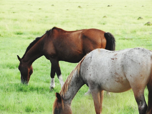 Foto cavalos a pastar no campo