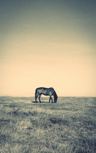 Foto cavalos a pastar no campo