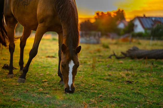 Foto cavalos a pastar no campo