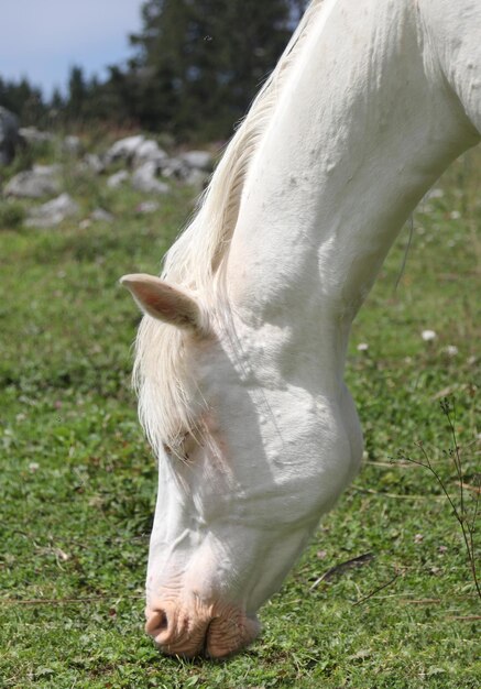 Foto cavalos a pastar no campo