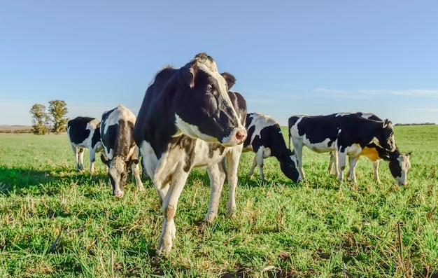 Cavalos a pastar num campo gramado contra um céu limpo