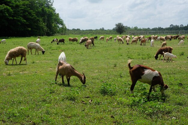 Foto cavalos a pastar num campo