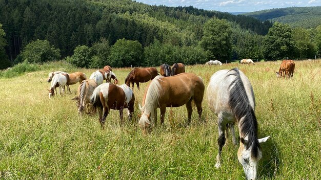 Foto cavalos a pastar num campo