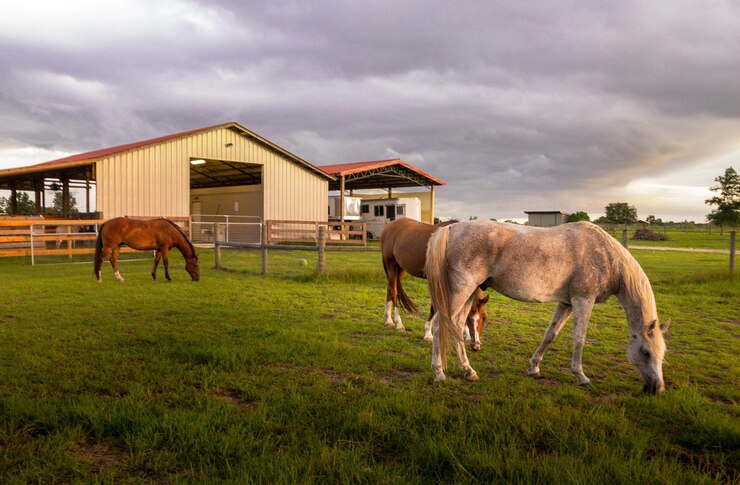Foto cavalos a pastar num campo