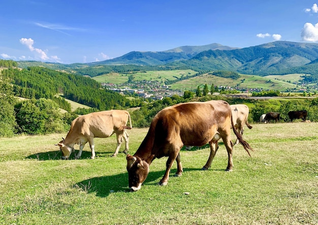 Foto cavalos a pastar num campo