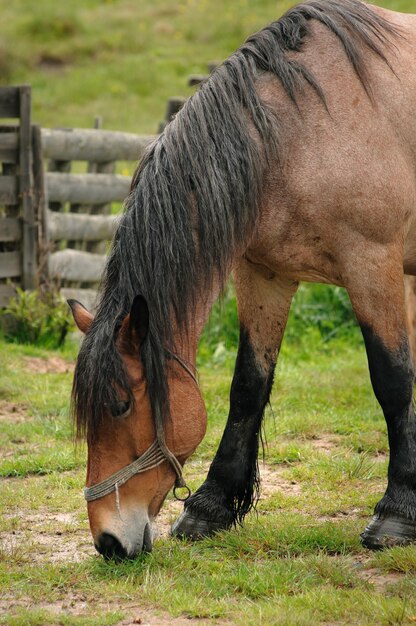 Cavalos a pastar numa quinta