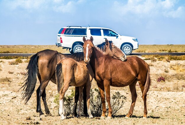 Foto cavalos abraçados na estepe perto da estrada