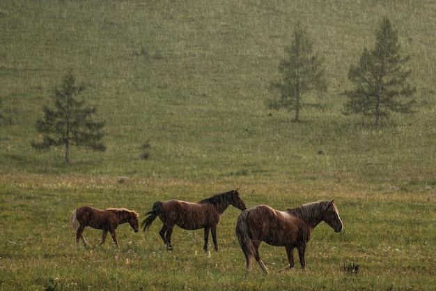 Cavalos andando na chuva nas montanhas