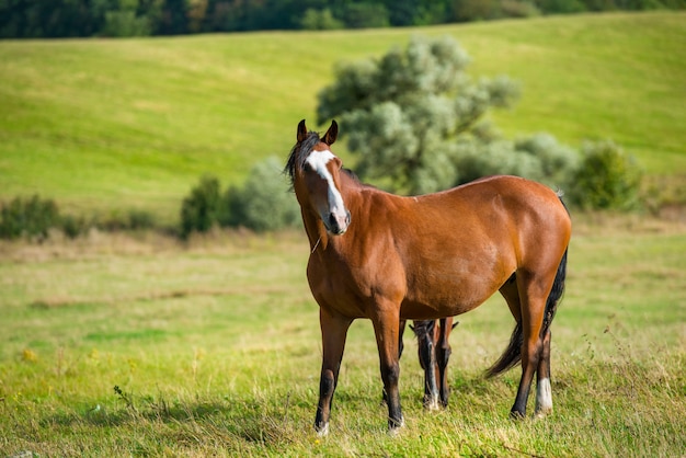 Cavalos baios escuros em um prado com grama verde