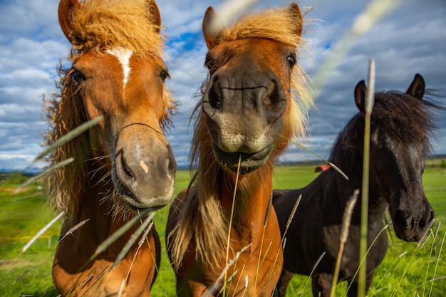 Cavalos bonitos em uma planície islandesa