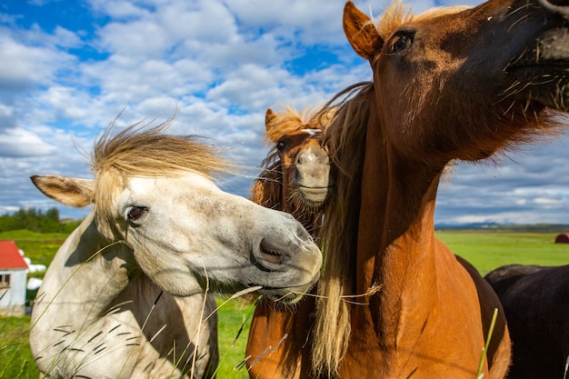 Cavalos bonitos em uma planície islandesa