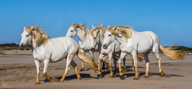 Cavalos brancos de Camargue galopam na areia