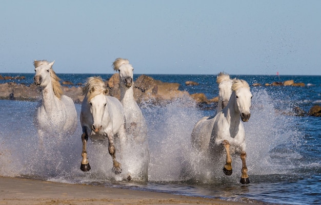 Cavalos Brancos de Camargue galopando ao longo da praia